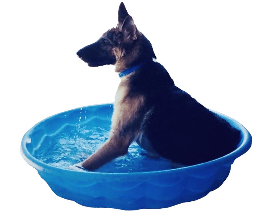 a dog sitting in a blue bowl
